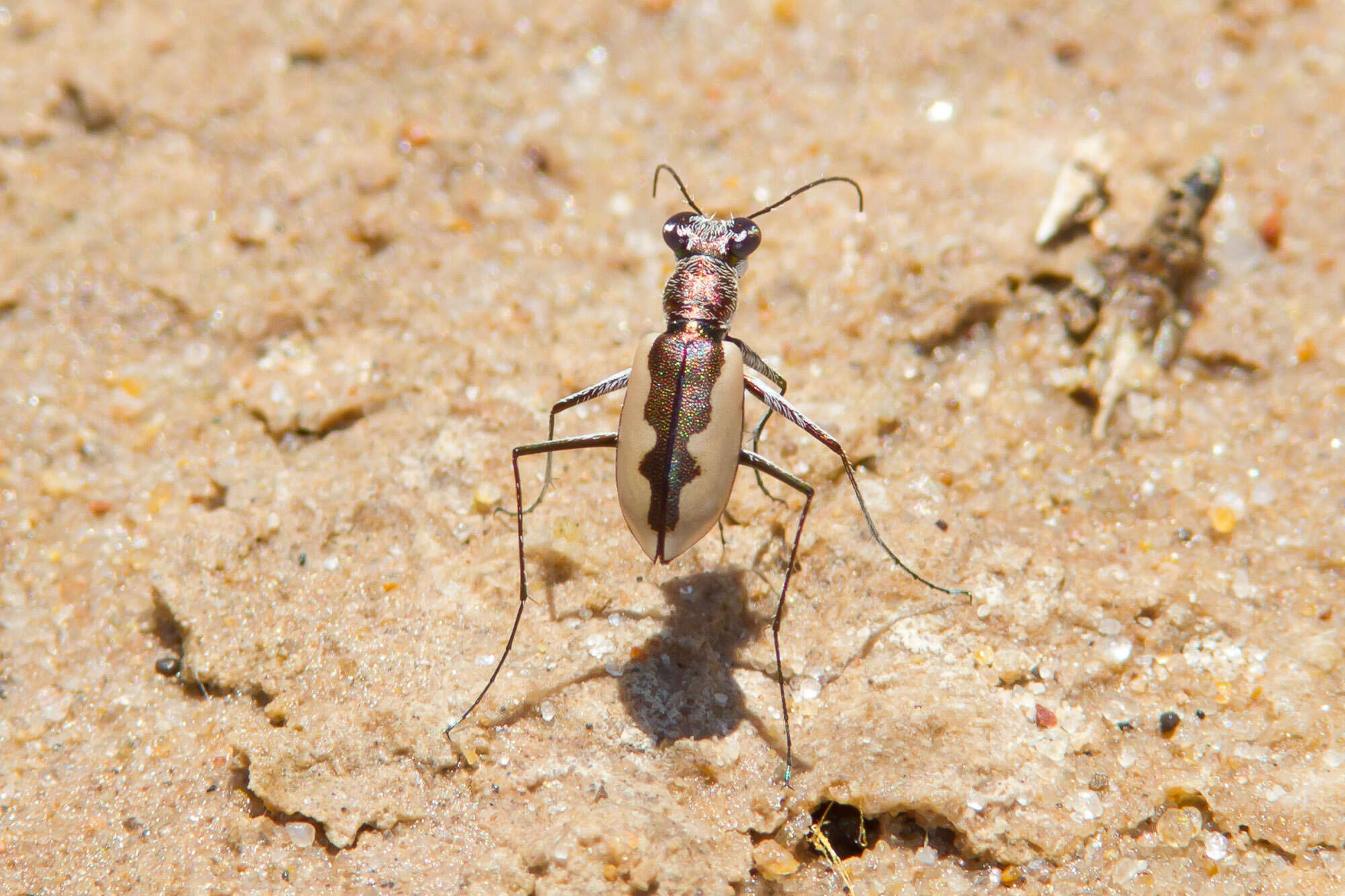 Image of White-cloaked Tiger Beetle