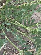 Image of prairie milkvetch