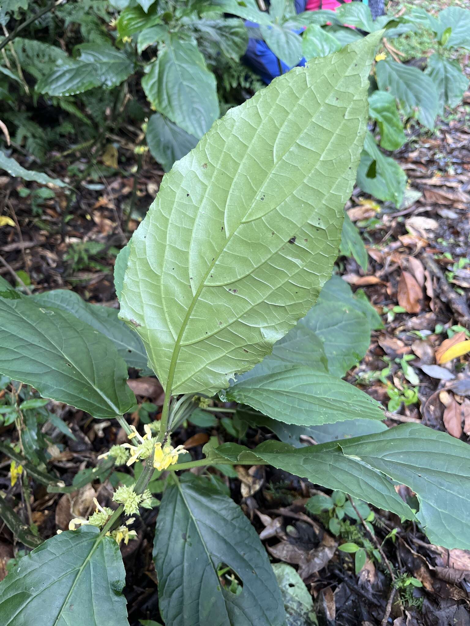 Plancia ëd Paraphlomis javanica (Blume) Prain