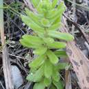 Sedum pubescens Vahl resmi