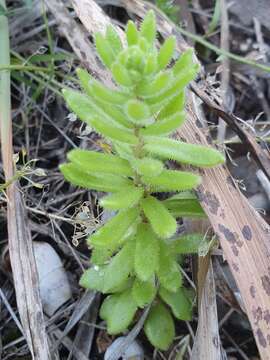 Sedum pubescens Vahl resmi