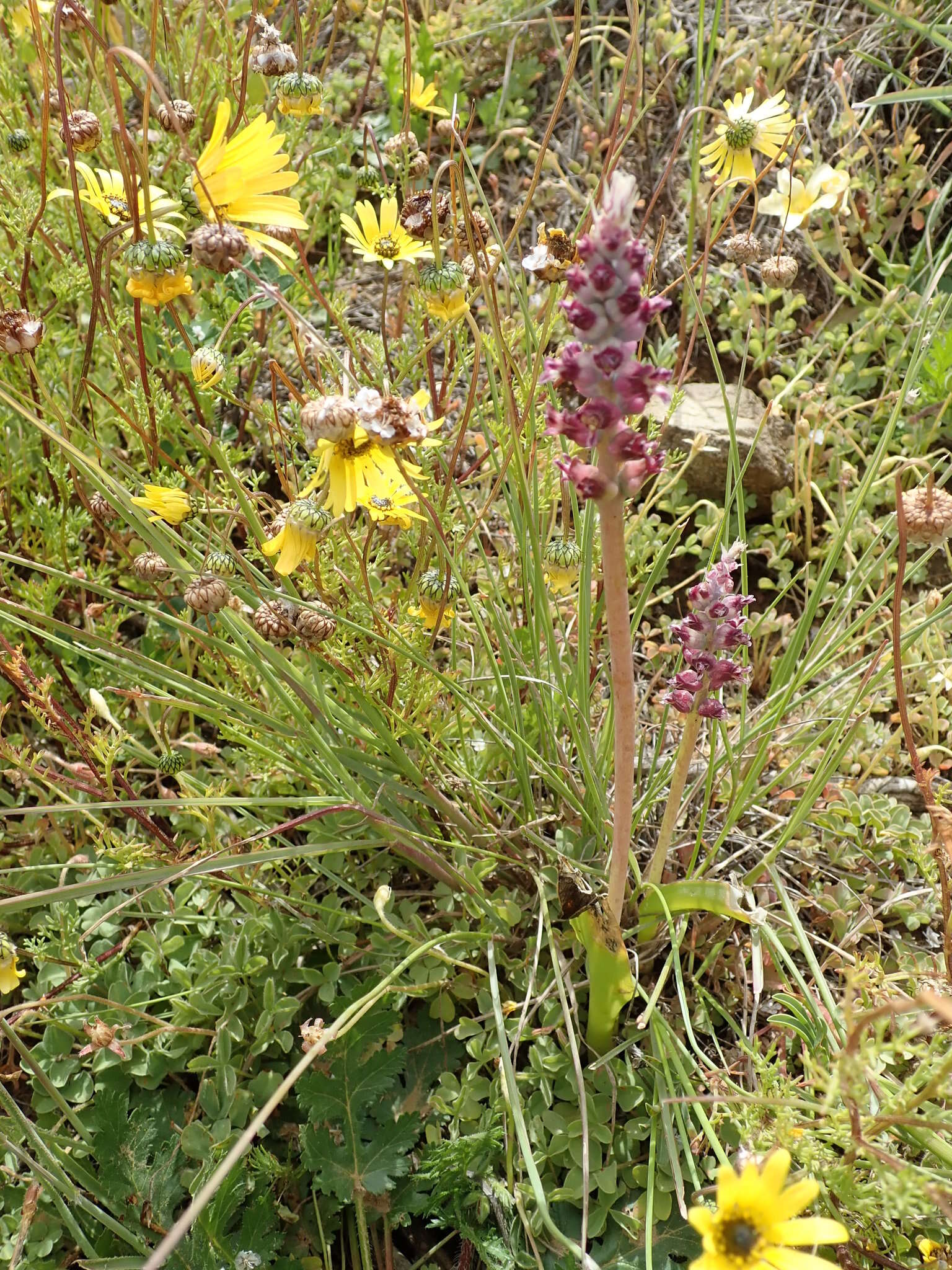 Image of Lachenalia elegans W. F. Barker