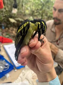 Image of Red-rumped Tinkerbird