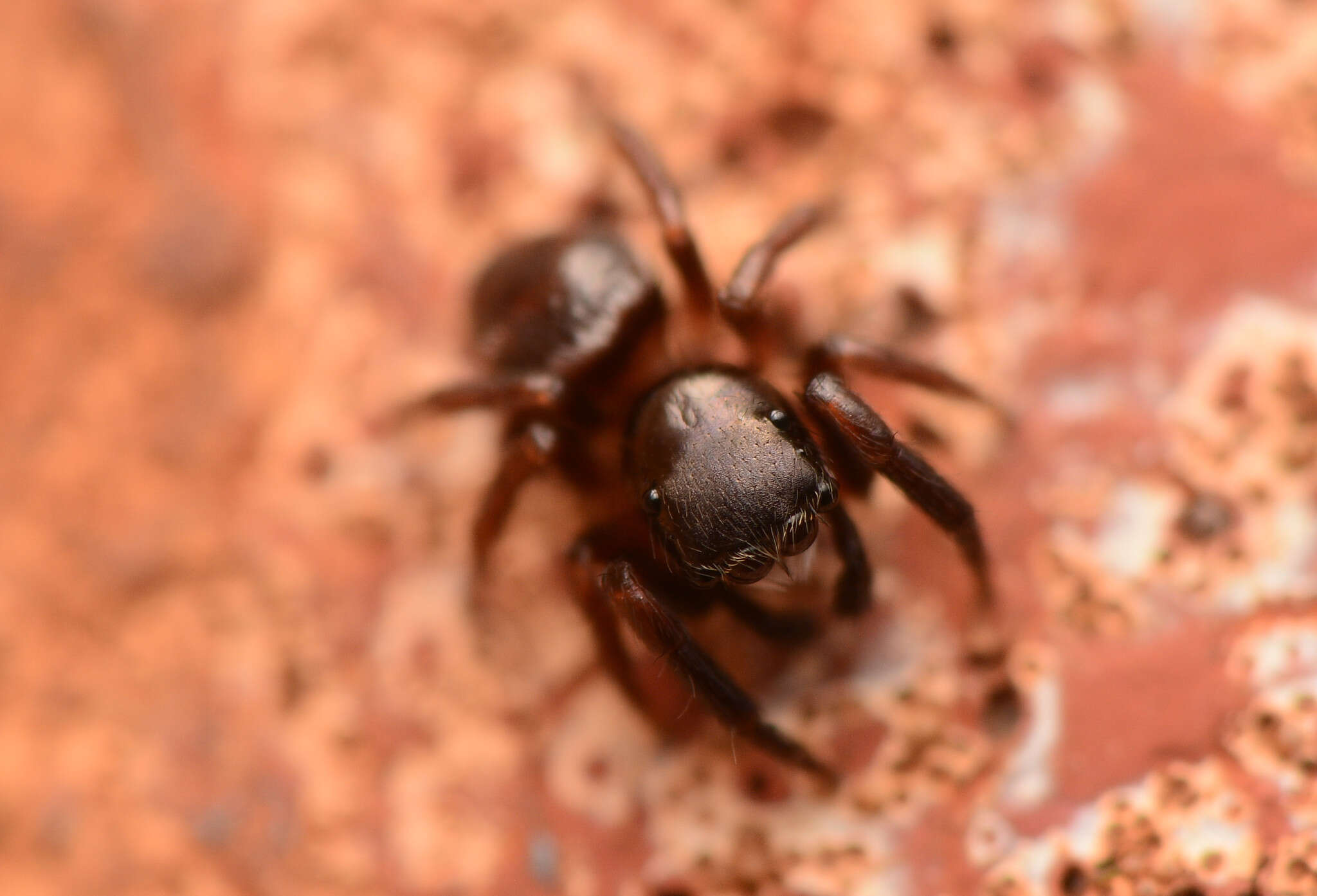 Слика од Chalcoscirtus diminutus (Banks 1896)