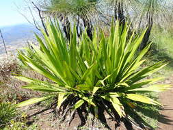 Doryanthes palmeri W. Bull resmi