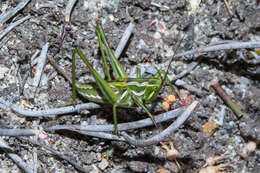 Image of Metaballus frontalis (Walker & F. 1869)