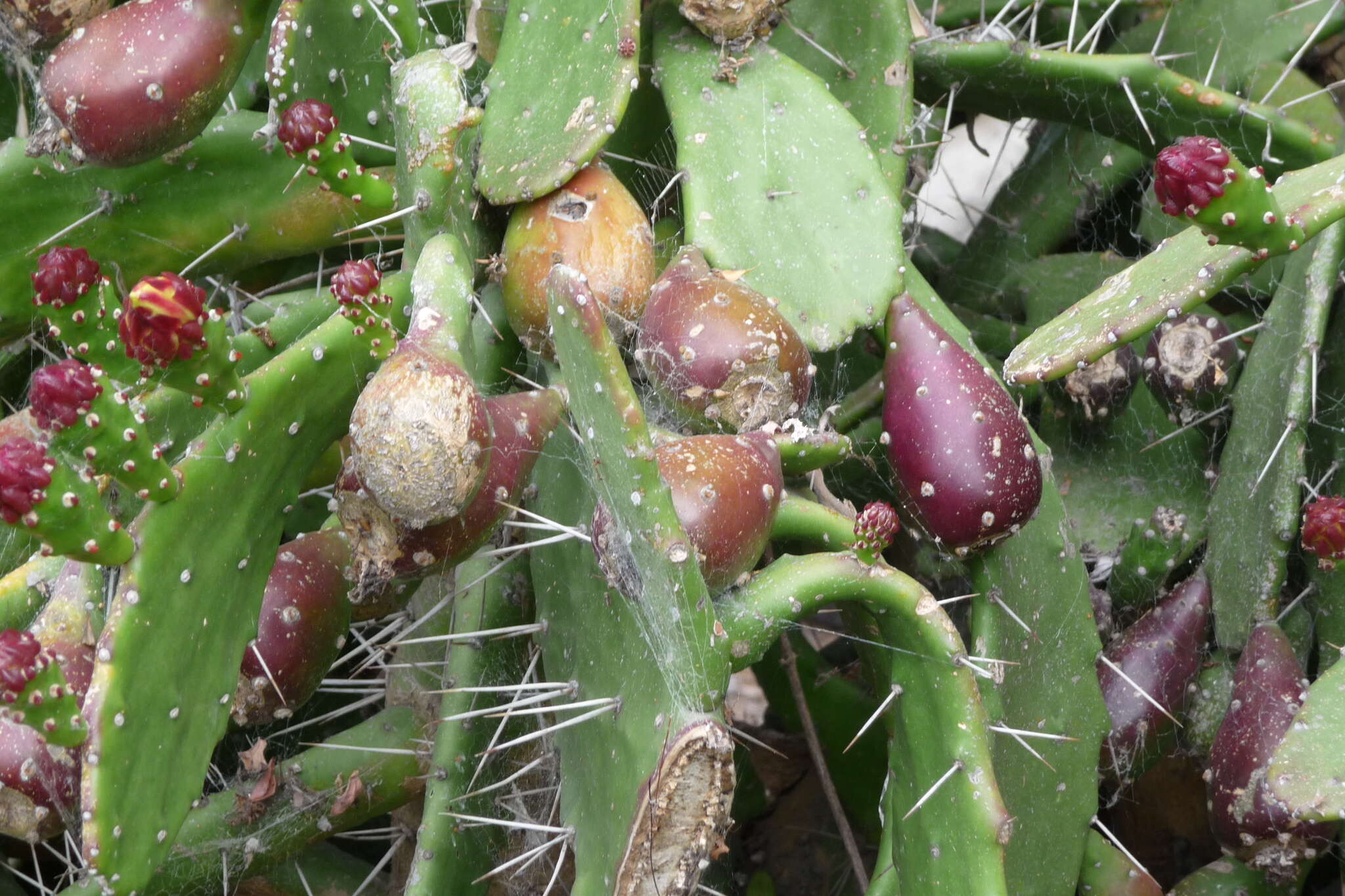 Image of Common Pricklypear