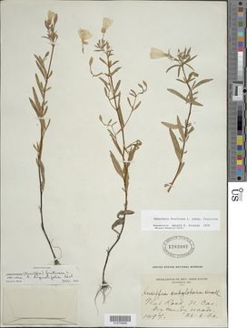 Image of narrowleaf evening primrose