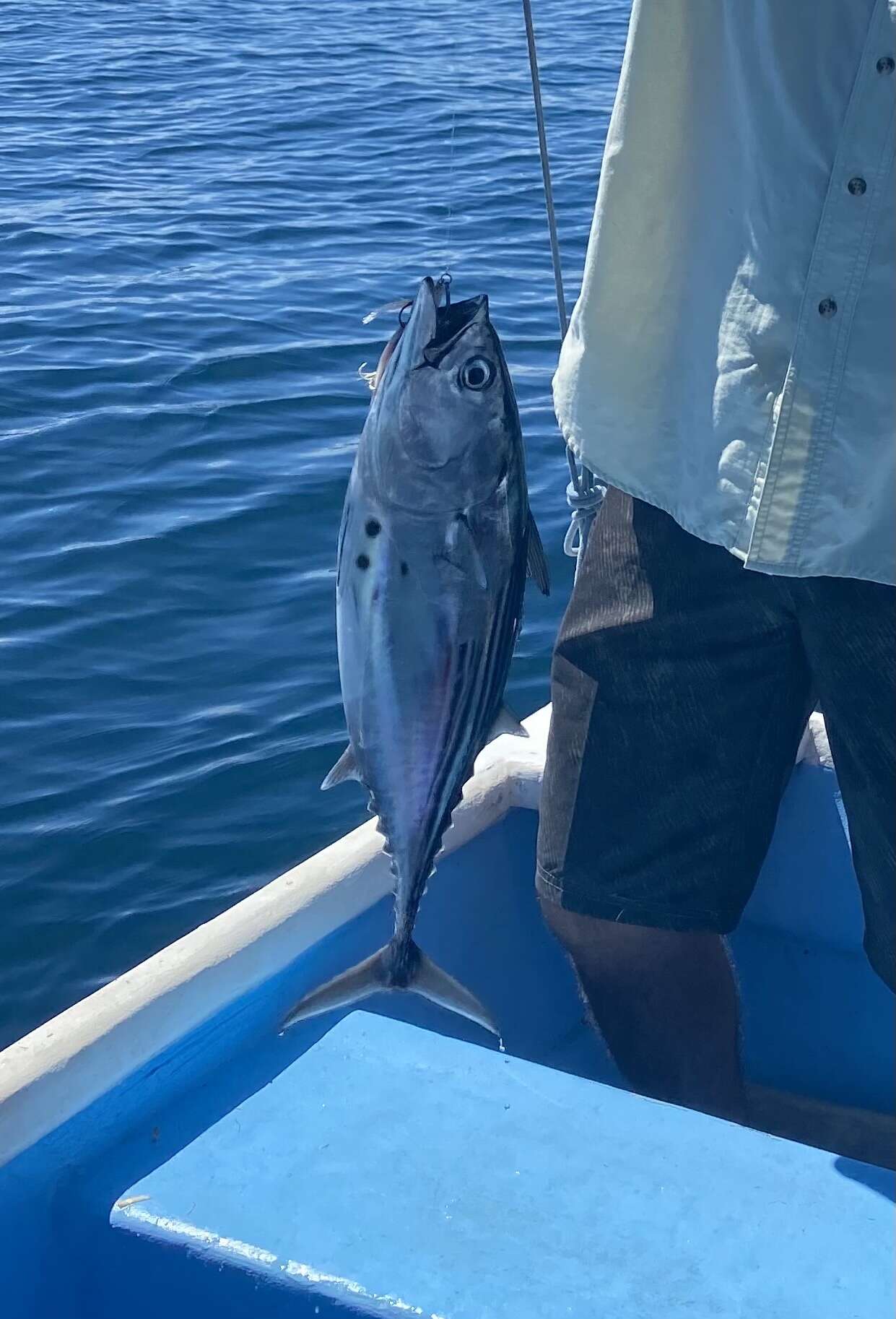 Image of Black Skipjack