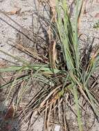 Image of coastal sedge