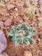 Image of Pima Pineapple Cactus