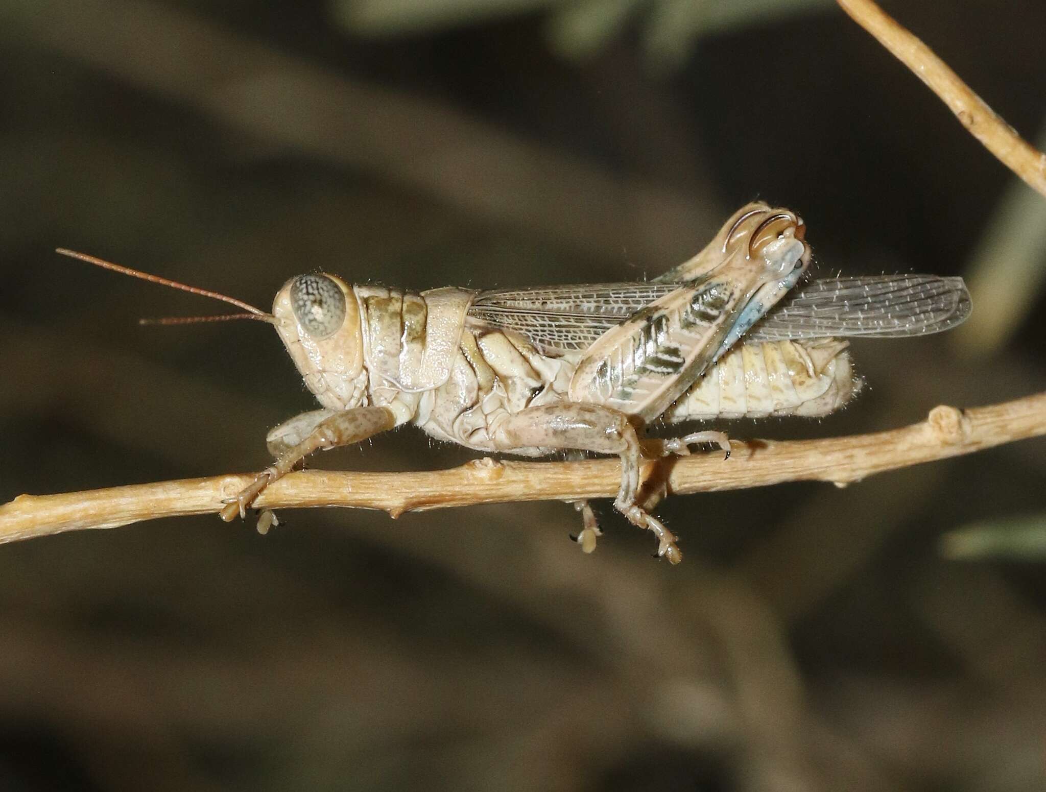 Слика од Aeoloplides tenuipennis (Scudder & S. H. 1897)