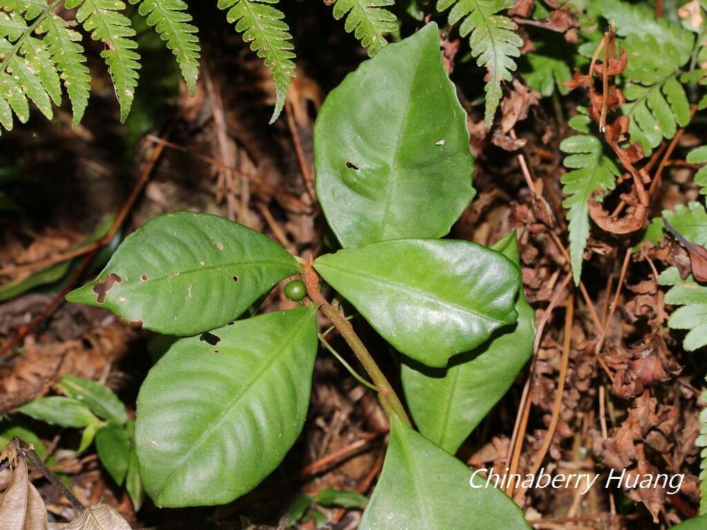 صورة Ardisia chinensis Benth.