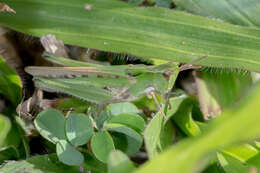 Image of Calephorops viridis Sjöstedt 1920