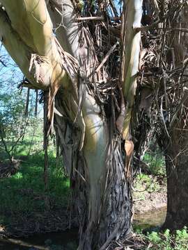 Image of Tasmanian blue gum