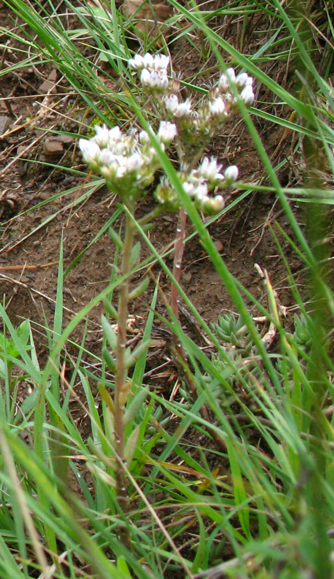 Sivun Petrosedum subulatum (C. A. Mey.) Afferni kuva