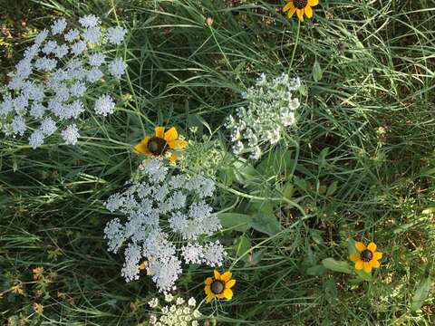 Image of Ammi majus L.