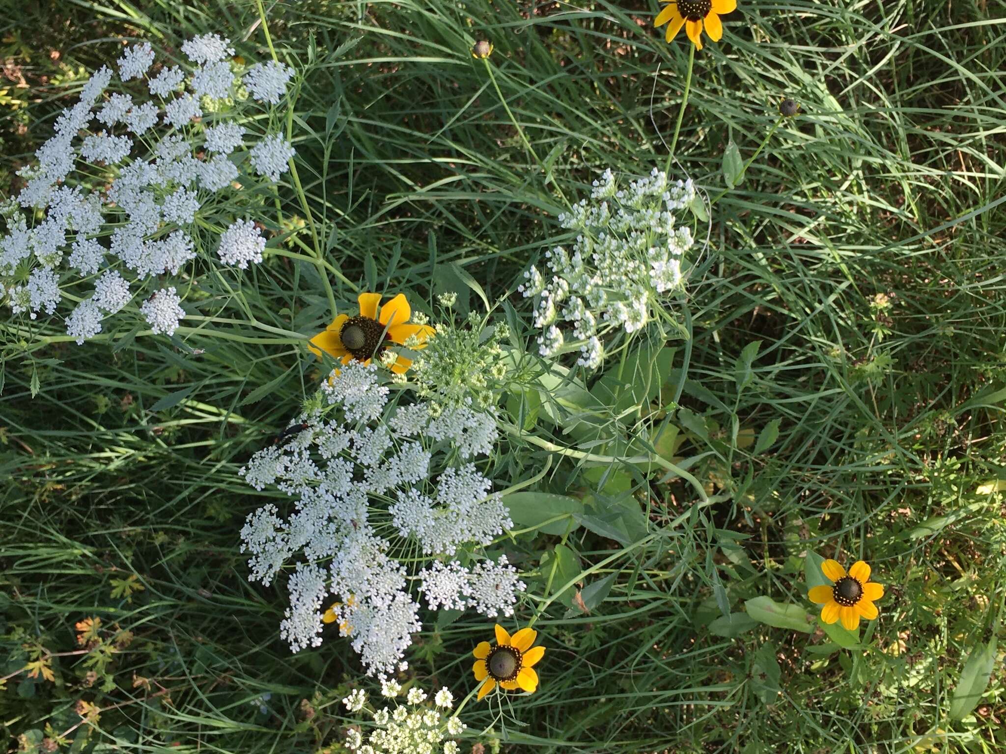 Image of Ammi majus L.