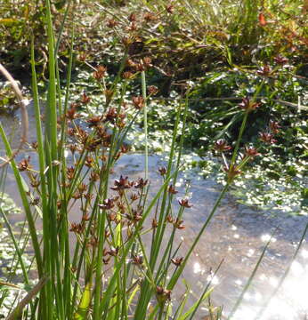 Image of Juncus exsertus Buch.