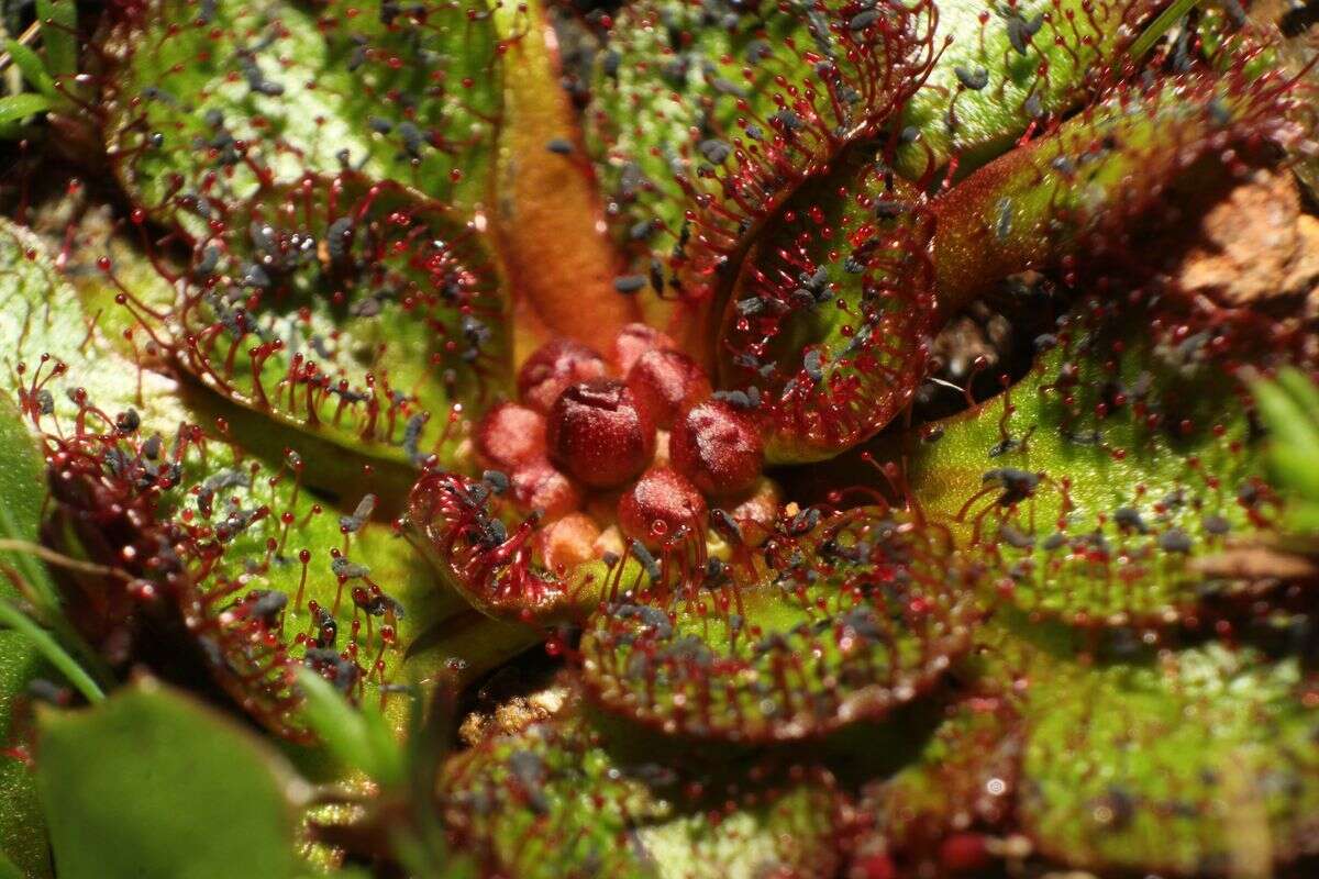 Image of Drosera lowriei N. Marchant