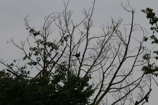 Image of White-crested Turaco