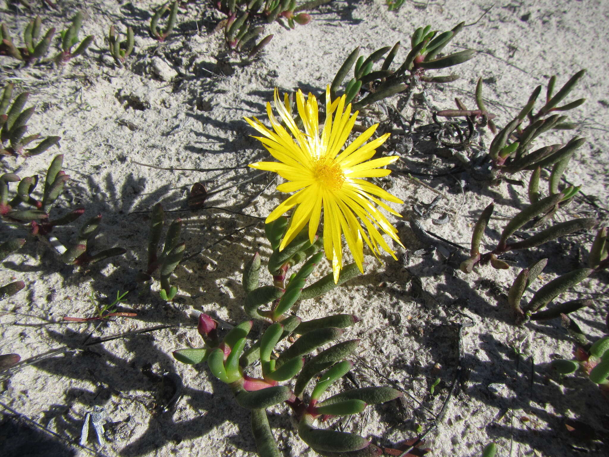 Image of Jordaaniella dubia (Haw.) H. E. K. Hartm.