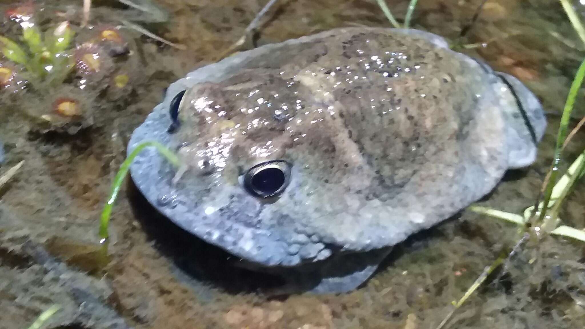 Image of Northern Spadefoot Toad