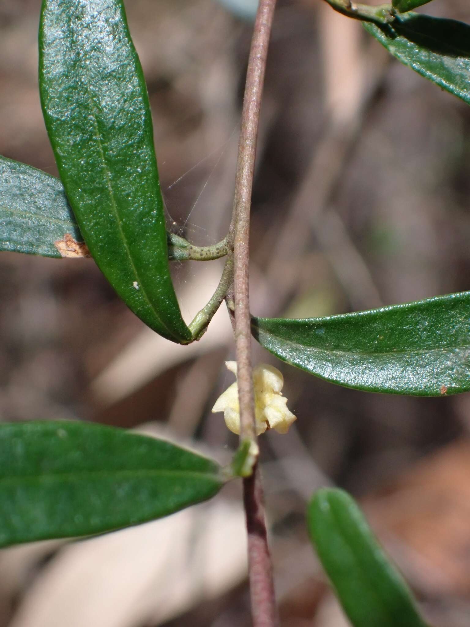 Sivun Beyeria lasiocarpa (F. Muell.) Müll. Arg. kuva