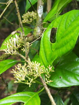 Plancia ëd Palicourea calidicola (C. M. Taylor) C. M. Taylor