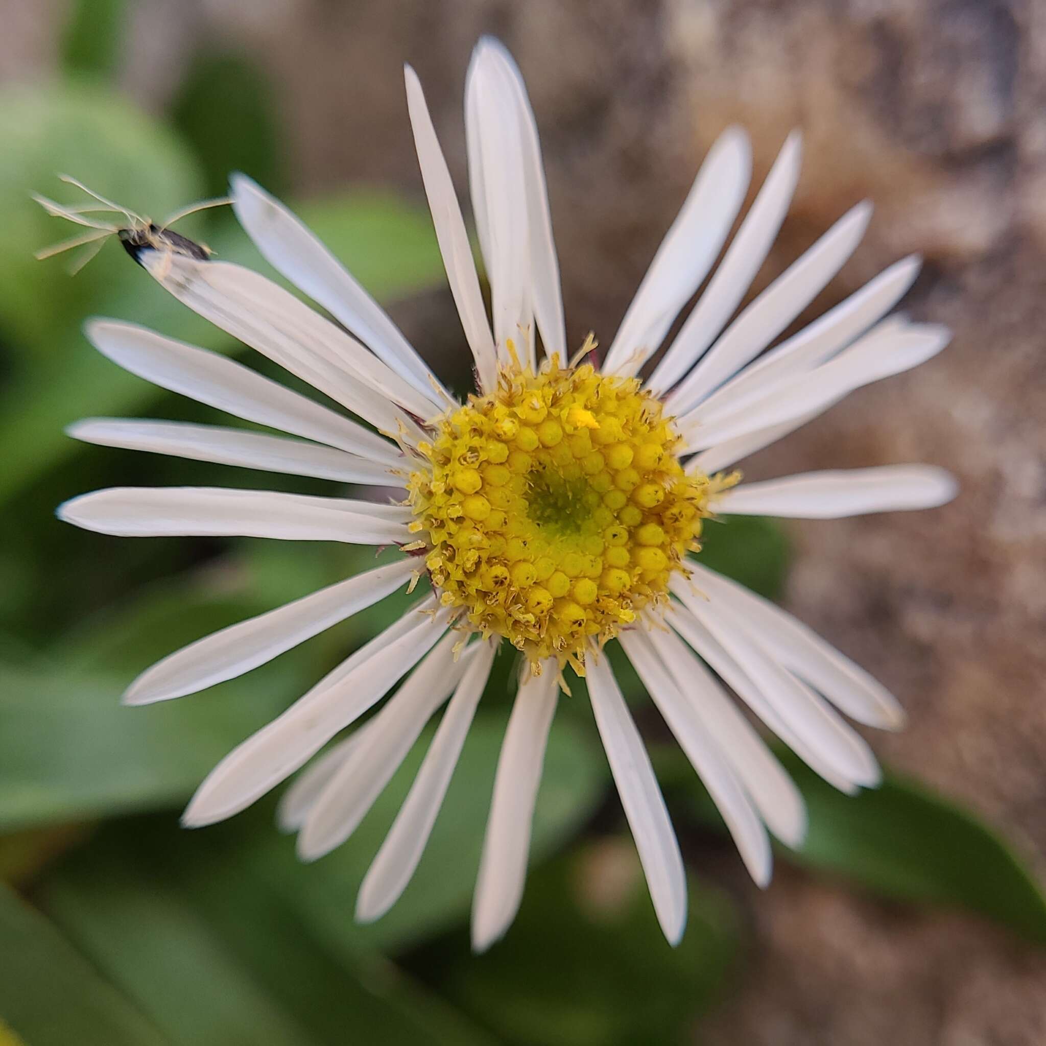 Image of Garrett's fleabane