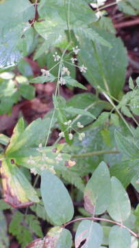 Image of Japanese hedge-parsley