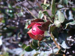 Image of Diospyros scabrida (Harv. ex Hiern) De Winter