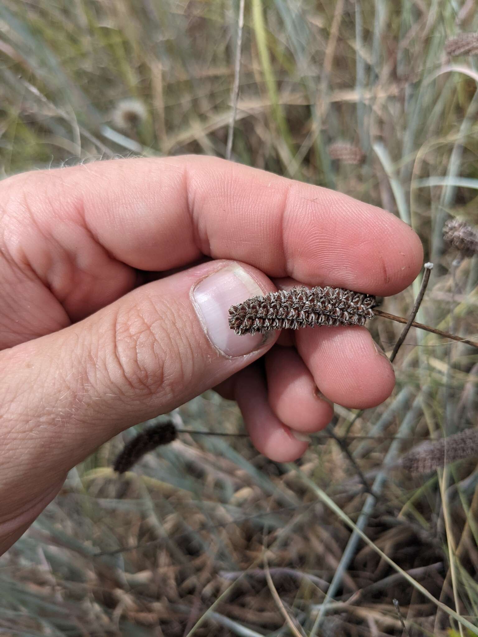 Sivun Dalea tenuis (J. M. Coult.) Shinners kuva