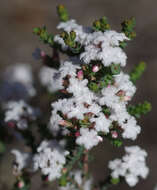 Plancia ëd Leucopogon sprengelioides Sond.