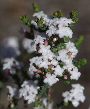 Image of Leucopogon sprengelioides Sond.