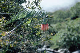 Image of Bomarea dulcis (Hook.) Beauverd