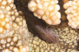 Image of Coral crouchers