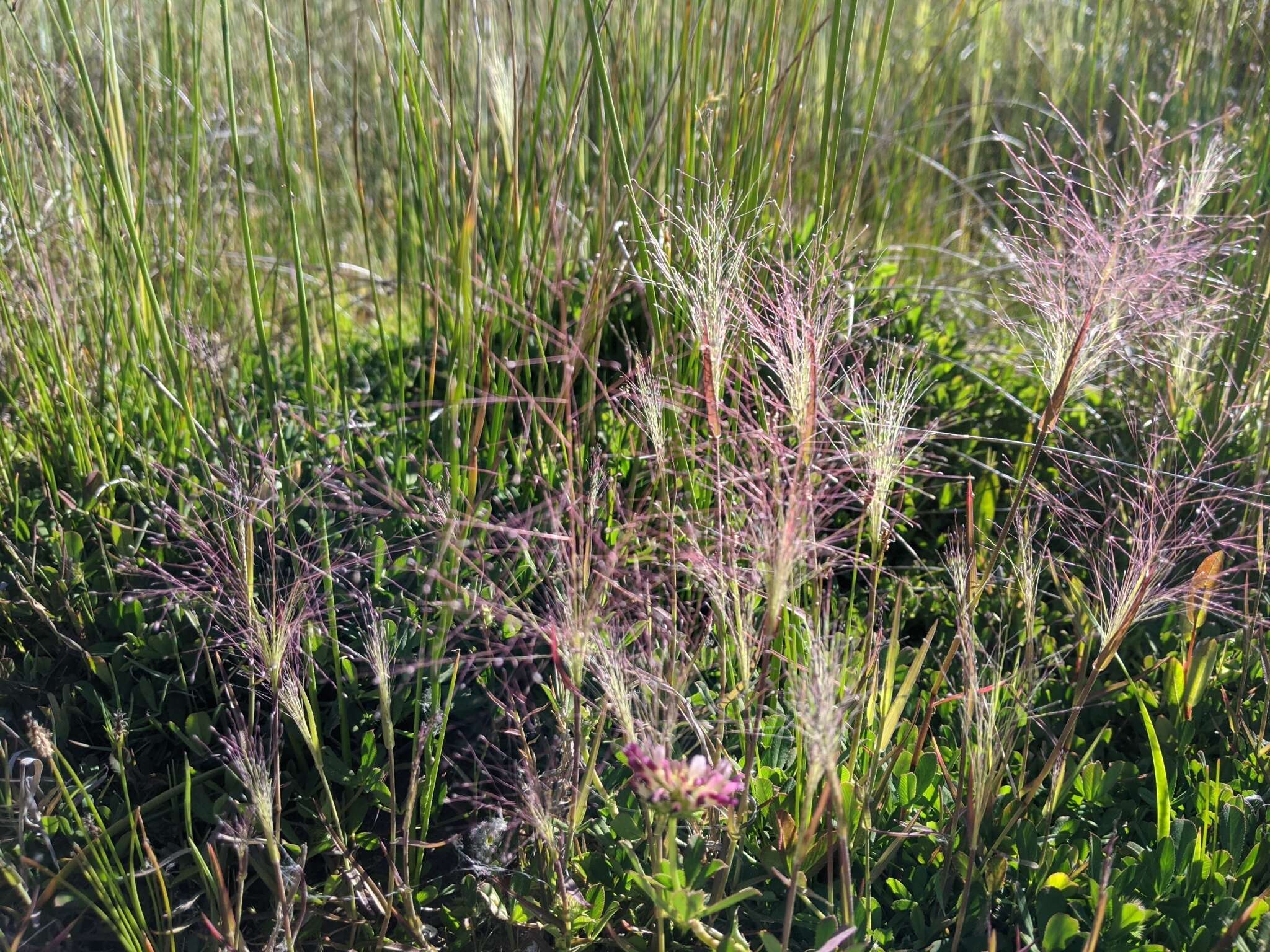 Imagem de Muhlenbergia asperifolia (Nees & Meyen ex Trin.) Parodi