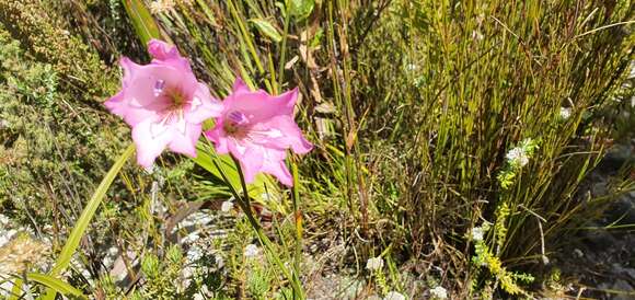 Image of Gladiolus ornatus Klatt