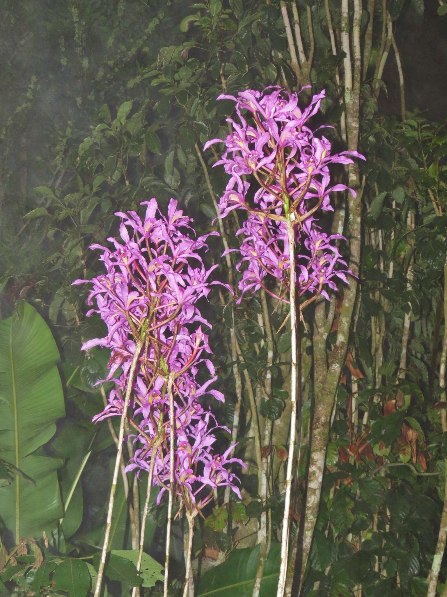 Image of Laelia superbiens Lindl.