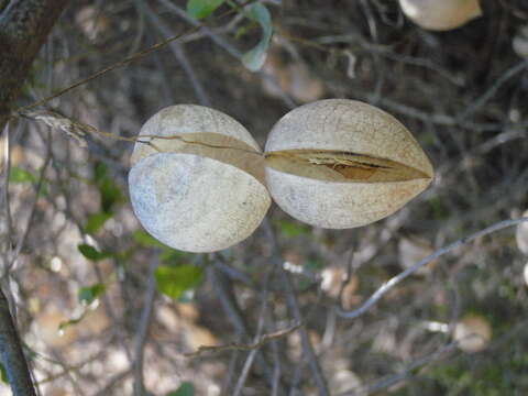 Image of Cysticapnos vesicaria subsp. vesicaria