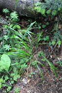 Image of Mountain Fescue Grass