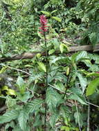 Odontonema glaberrimum (M. E. Jones) V. M. Baum resmi