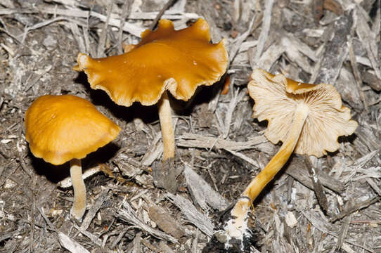 Image of Agrocybe arvalis (Fr.) Singer 1936