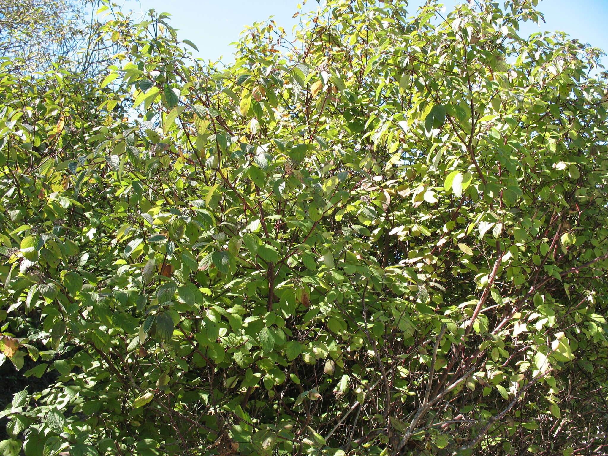 Cornus sericea subsp. sericea resmi