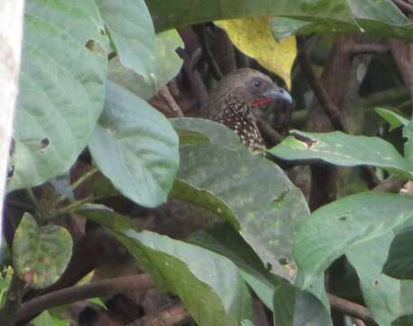 Image of Speckled Chachalaca