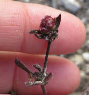 Image of Centella brachycarpa