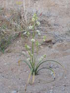 Image of desert deathcamas