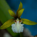 Plancia ëd Prosthechea semiaperta (Hágsater) W. E. Higgins