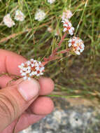 Image of Crassula pruinosa L.